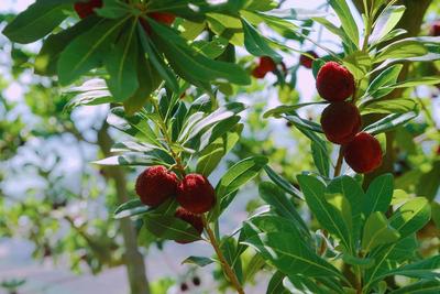 一颗来自石屏杨梅的自我介绍！吃货：馋馋馋啊