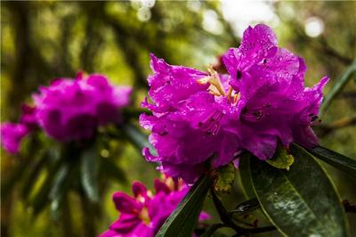 3000米高海拔的草坪上野餐，仪式感满满