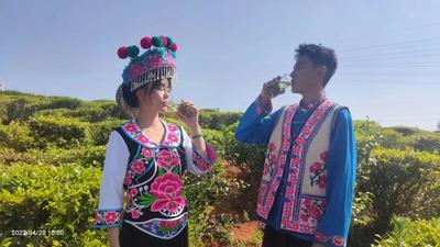 云游牟定——观茶山、摘樱桃、山野露营，遇见醉美“左脚舞之乡”