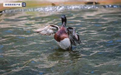 保护“鸟中大熊猫” 北京动物园建立国内首个青头潜鸭人工种群