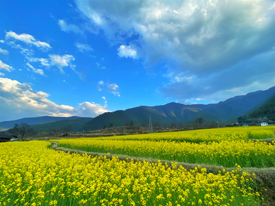 “香格里拉之心——维西塔城”乡村身披“黄金甲” 油菜花开春韵浓