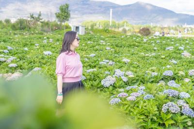 【云南人游大理 大理人游大理】花花花花花！“五一”就差一个你 共赴浪漫花事啦