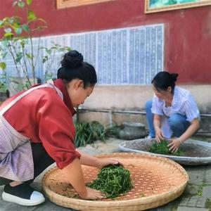 【有一种生活叫大理】只此青绿一枝春 大理采茶正当时