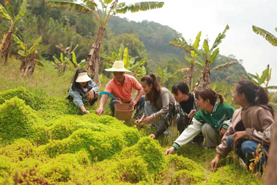 普洱市清明假期迎客20.63万人    踏青赏花、文化体验、乡村旅游受欢迎