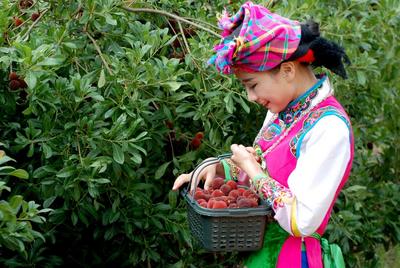 一颗来自石屏杨梅的自我介绍！吃货：馋馋馋啊