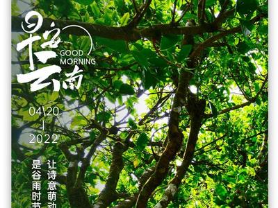 早安云南丨谷雨温泉镇 细啜品新茗