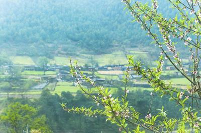 走近茶腊村，体验特色乡村旅游