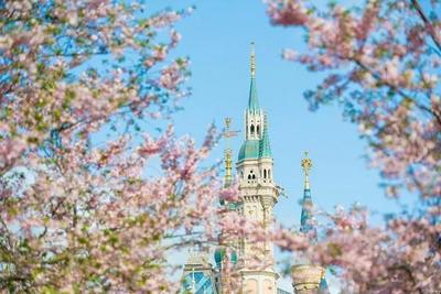 上海迪士尼乐园可以买票了？官方：暂停售票，耐心等待