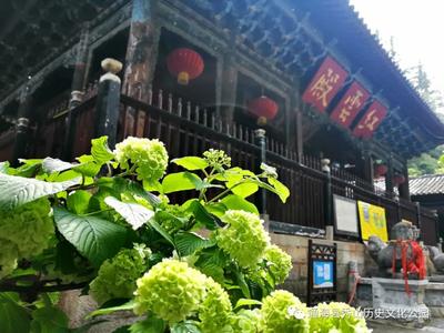 玉溪通海：最美人间四月天 ——秀山玉皇阁·绣球花