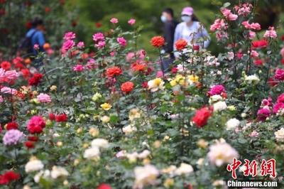 南京玄武湖畔月季花海