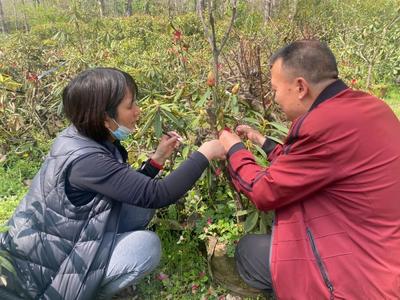 【美丽大理】花开清明！苍山植物园有序开展杜鹃花品种培育工作
