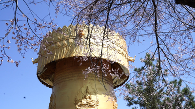 【我家云南美】香格里拉独克宗古城的桃花开了 有空的时候去看看吧