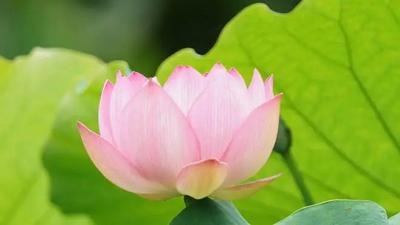 【普洱茶都 · 康乐思茅】初夏荷花诗韵长 风吹荷塘溢清香