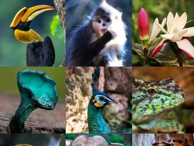 珍稀物种也来上分啦，它们都是云南的！