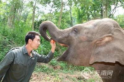 云南唯一！这位“象爸爸”入选全国“最美职工”