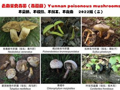 这份野生菌中毒预警公告，请转给你的每一个云南朋友！