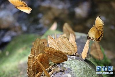 COP15 | 科学家揭秘中国·红河蝴蝶谷罕见生态奇观形成原因 为当地生物多样性保护出谋划策