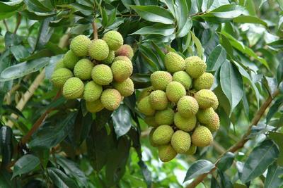 寻味云南 荔枝熟了 首届屏边县荔枝短视频大赛来了！