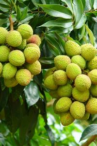 寻味云南 荔枝熟了 首届屏边县荔枝短视频大赛来了！