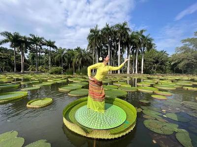 乐游西双版纳 | 流“莲”忘返乐逍遥，偶遇西双版纳最美的“夏雨荷”