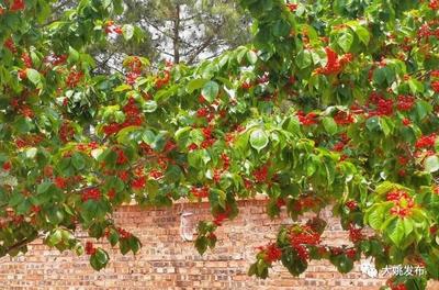 大姚昙华：樱桃“甜蜜”上线 等你来摘