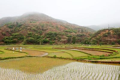 楚雄牟定：抢抓节令水稻插秧正当时