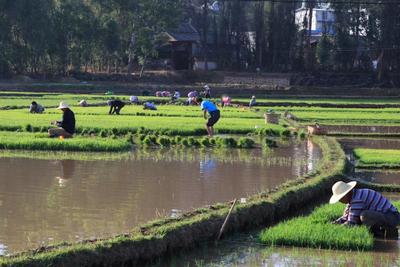 楚雄牟定：抢抓节令水稻插秧正当时