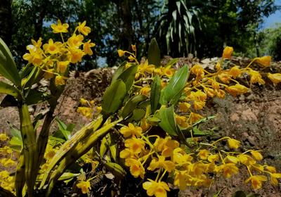 普洱思茅：万亩石斛花盛开 林下经济绘就绿色发展新篇章