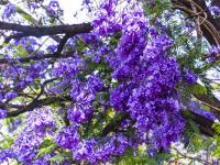 图集 | 春城花开满路 总要在五月去昆明看一场蓝花楹