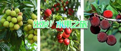 游云南 正当时丨美“荔”诱惑、“桃”你欢心......夏天的红河“果”然有趣！
