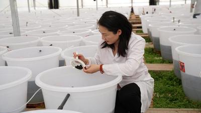 球状念珠藻（葛仙米）在云南大姚昙华养殖成功