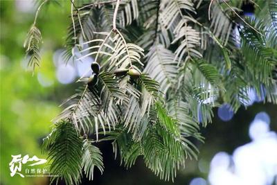 怒江有木（三）：郁郁葱葱