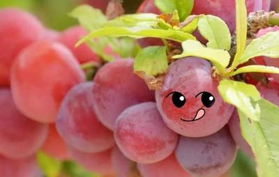 爱了！云南的夏天好甜~