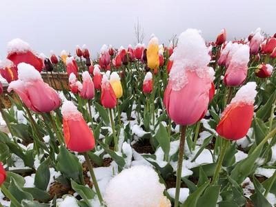 香格里拉的郁金香如期而至如冰雪芙蓉