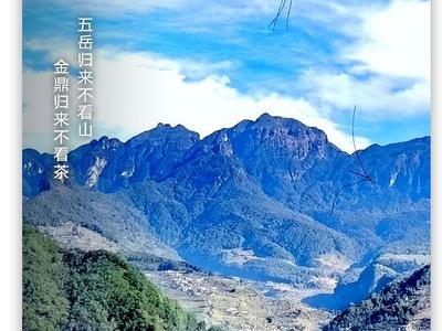 早安云南 |无量秘境古韵深藏，皇家茶园茗香千载