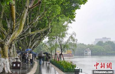 浙江杭州西湖移栽7棵柳树已补植 景区就柳树事件致歉