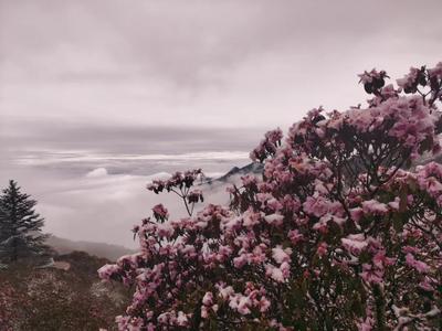 5月第二天，轿子山景区飞起鹅毛大雪！