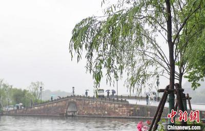 浙江杭州西湖移栽7棵柳树已补植 景区就柳树事件致歉