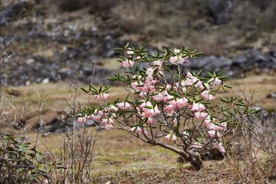 可爱到豹 高黎贡山云豹高萌怼脸拍