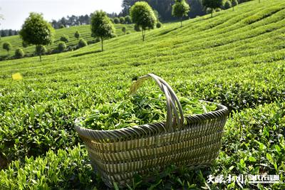 世界绿茶看中国，中国绿茶看贵州：将贵州茶传得更远更广