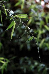 自此，爱上了雨天的红河