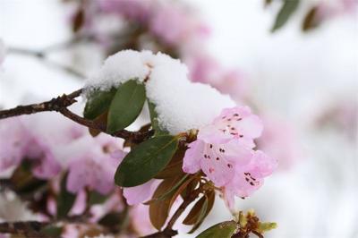 五月的香格里拉杜鹃啼“雪”