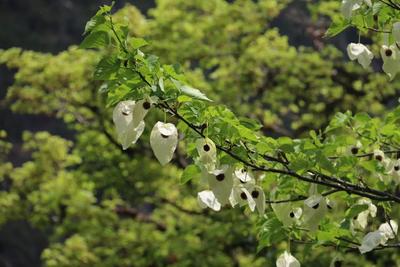 可爱到豹 高黎贡山云豹高萌怼脸拍