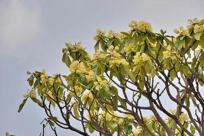 COP15丨保山昌宁：小汽车方向盘大的黄杜鹃真名“曝光”