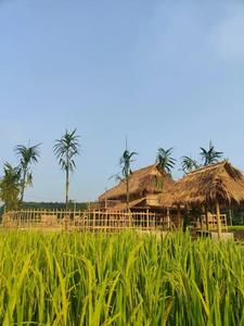 中国旅游日 乐游西双版纳 | 水中摸鱼，田里插秧，这个周末我们田野相见
