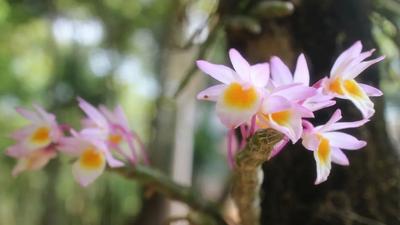 普洱思茅：万亩石斛花盛开 林下经济绘就绿色发展新篇章