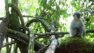 可爱到豹 高黎贡山云豹高萌怼脸拍