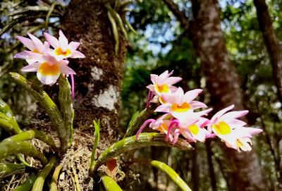 普洱思茅：万亩石斛花盛开 林下经济绘就绿色发展新篇章