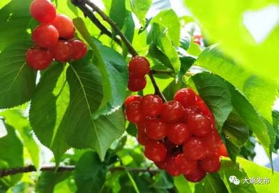 大姚昙华：樱桃“甜蜜”上线 等你来摘