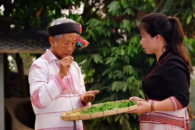 乐游西双版纳 | 精品游线推荐六：访茶山探古道 这条普洱茶文化之旅你打卡了吗？